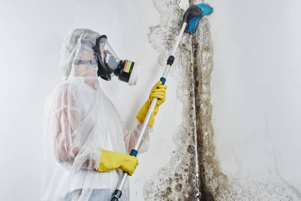 Best Mold Testing  in Priest River, ID