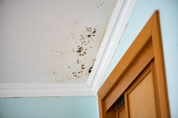 Best Best Mold Removal Companies  in Priest River, ID