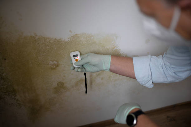 Best Professional Mold Removal  in Priest River, ID