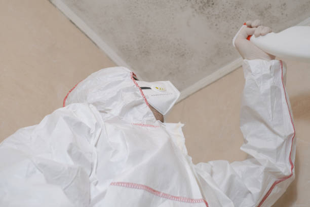 Best Fast Mold Removal  in Priest River, ID