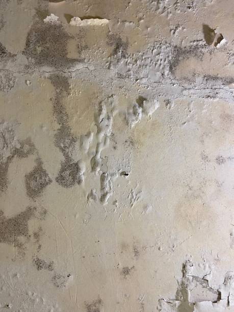 Best Attic Mold Removal  in Priest River, ID