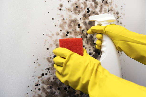 Best Mold Remediation Services  in Priest River, ID