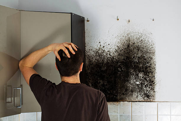 Best Fast Mold Removal  in Priest River, ID